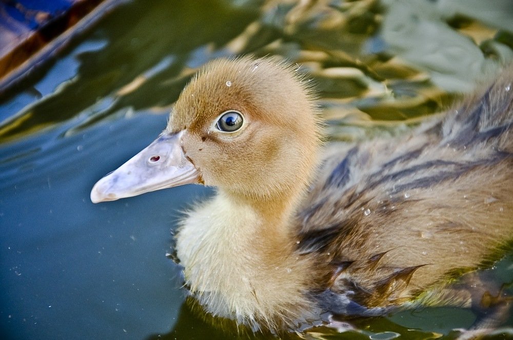 Photograph by Ирина Лопаткина