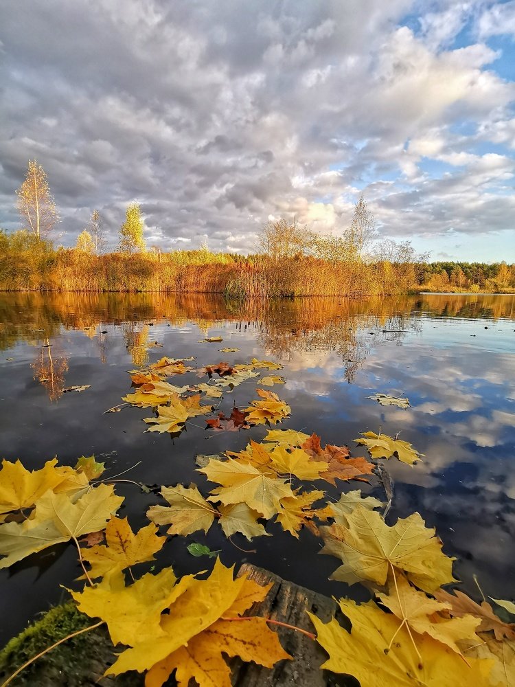 листья на воде.