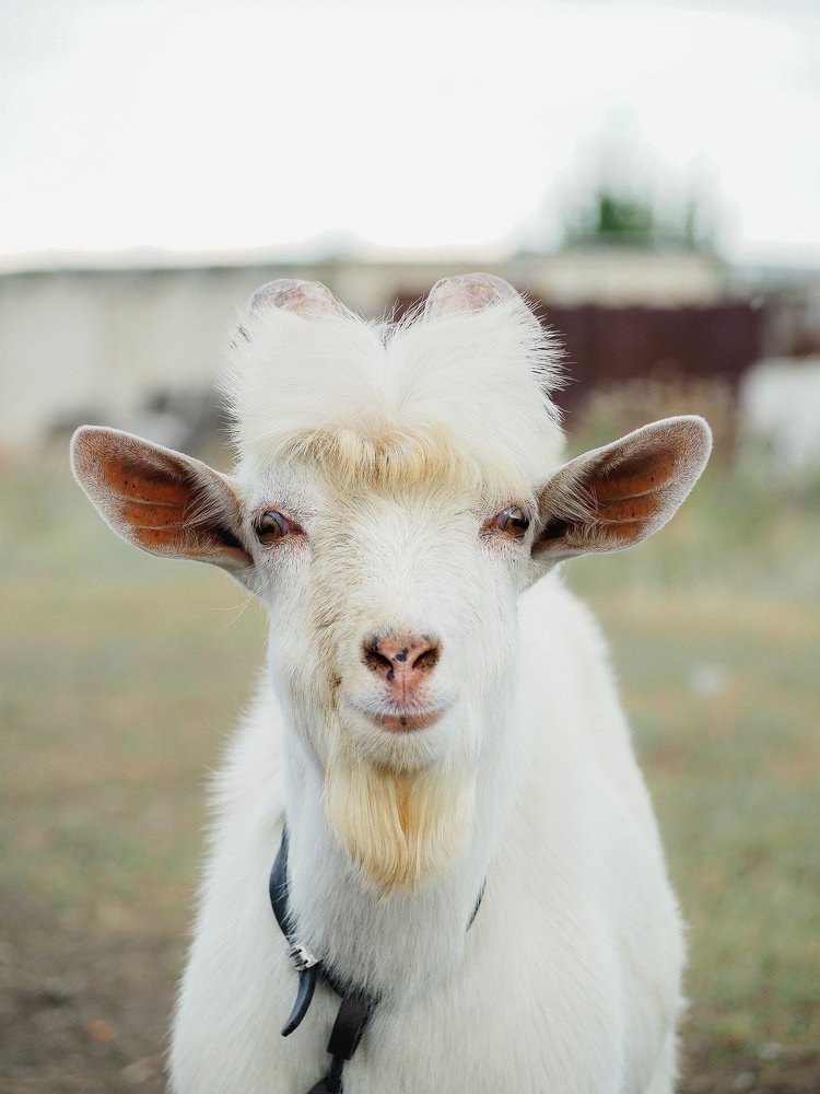 Photograph by Светлана Шибаршина