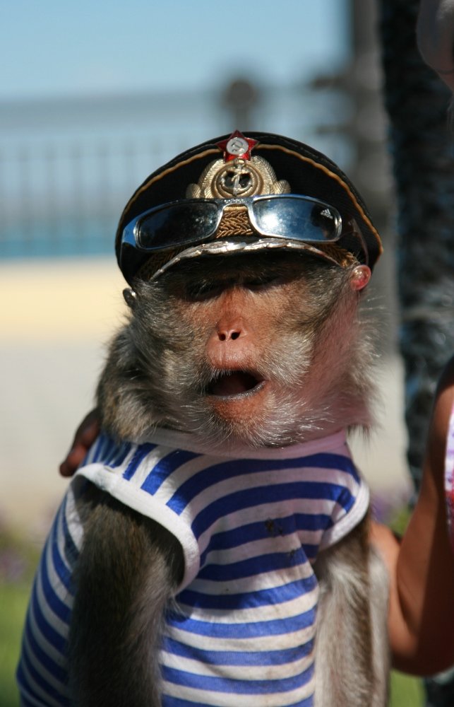 Морской обезян