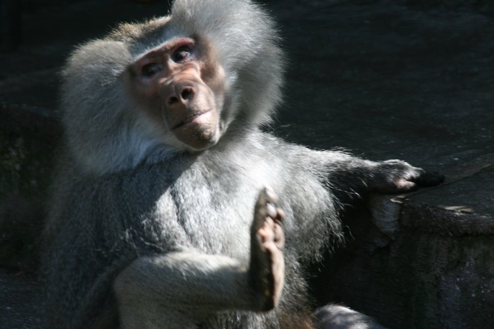 Домой, в джунгли.