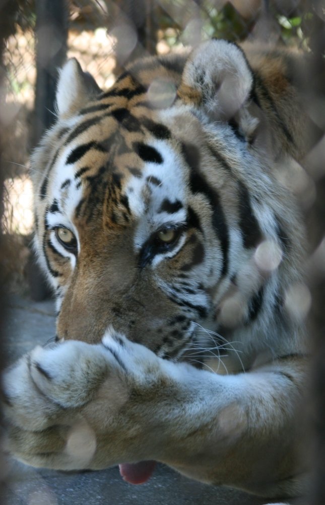 Давай дружить