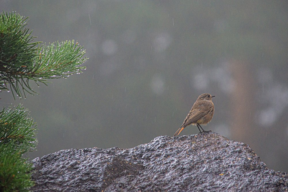 Photograph by Анна Муковозова