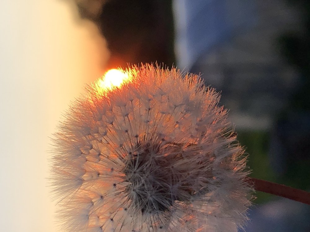 «Одуваномания»