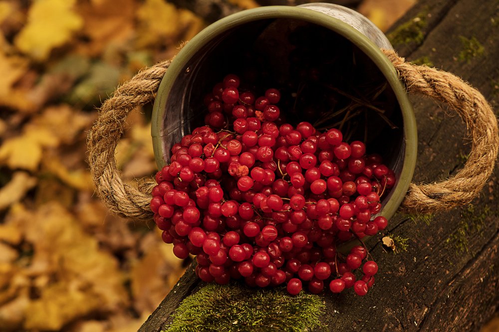 Калина красная