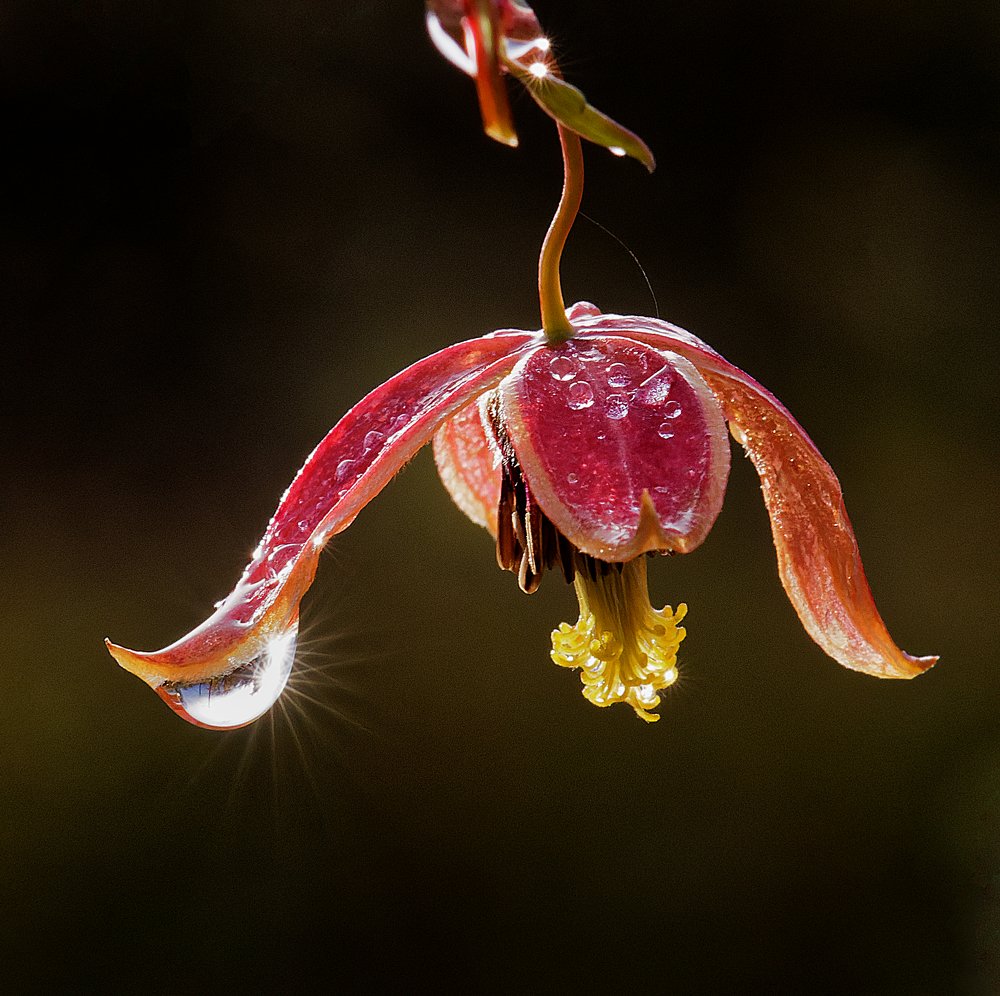 Photograph by Bernard-Serge REAT