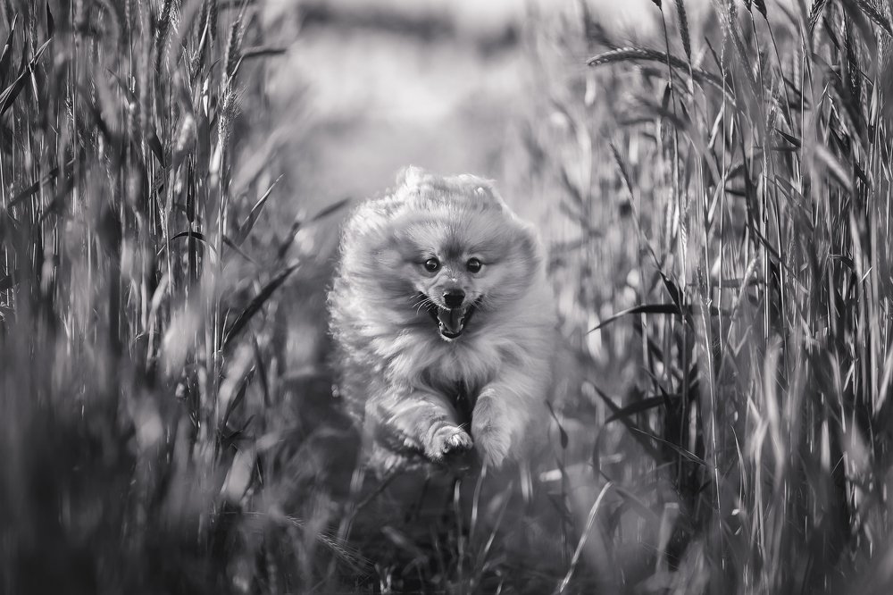 Photograph by Deise de Oliveira