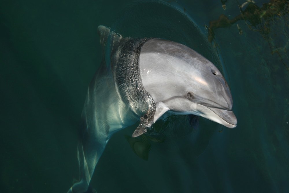 Photograph by Светлана Олина