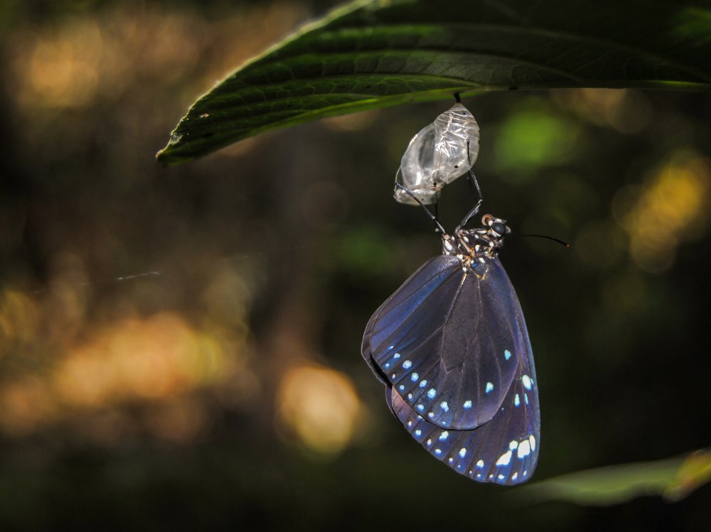 First Day of A Butterfly