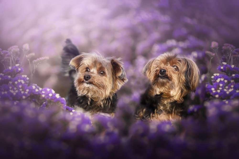 Dogs and flowers