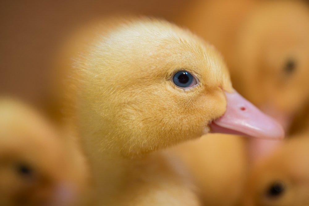 Фотография автора Evgeniya Fedorova