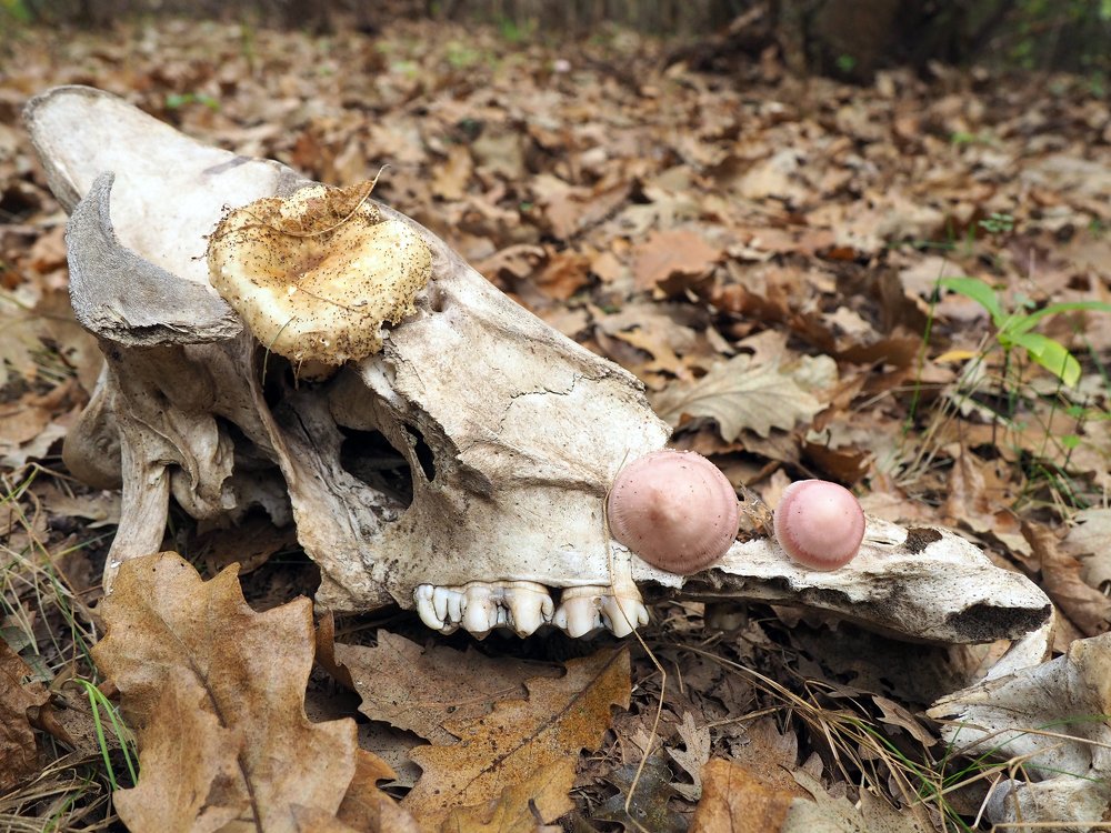 Фотография автора Denes Doma