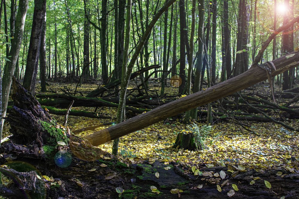 Фотография автора Андрей Гордиенко