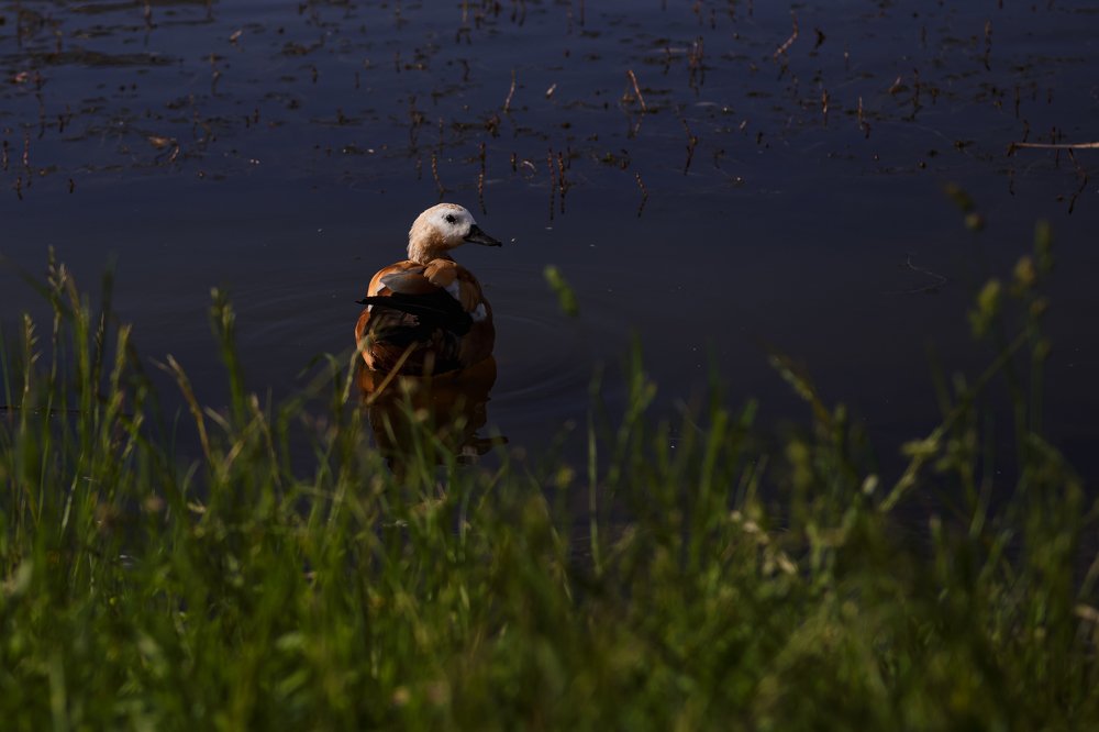 Фотография автора Екатерина Лапаева