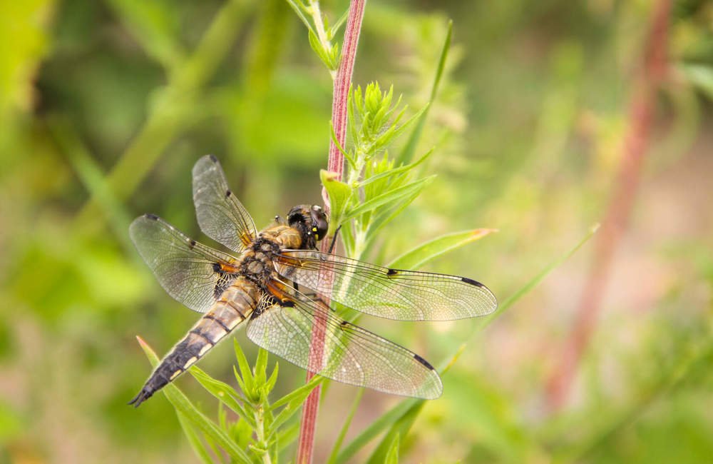 Photograph by Алина