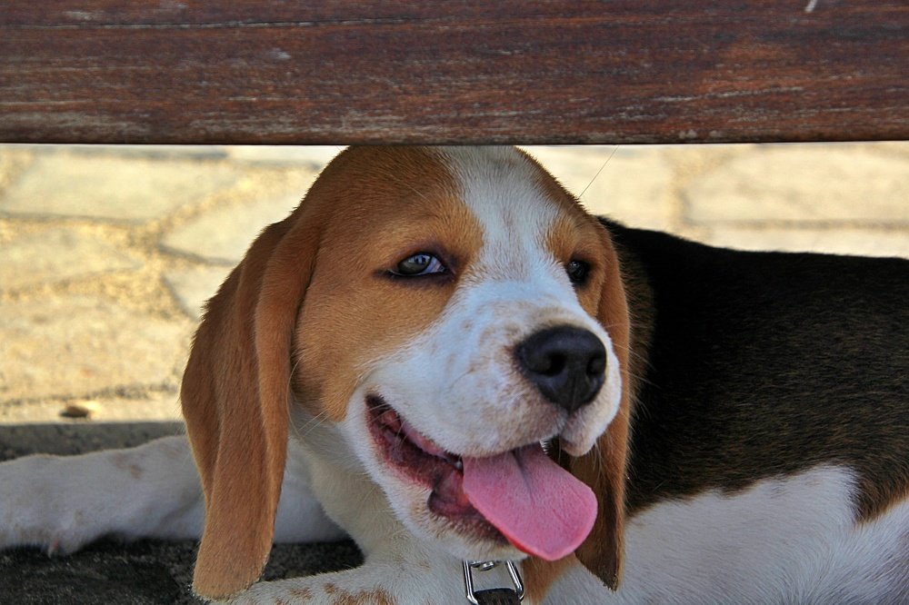 Photograph by Debbie Strauss