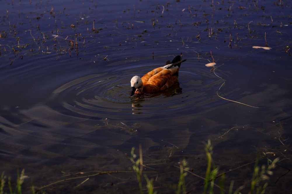 Фотография автора Екатерина Лапаева
