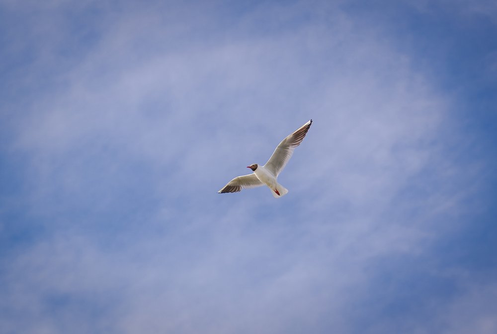 Фотография автора Екатерина Лапаева
