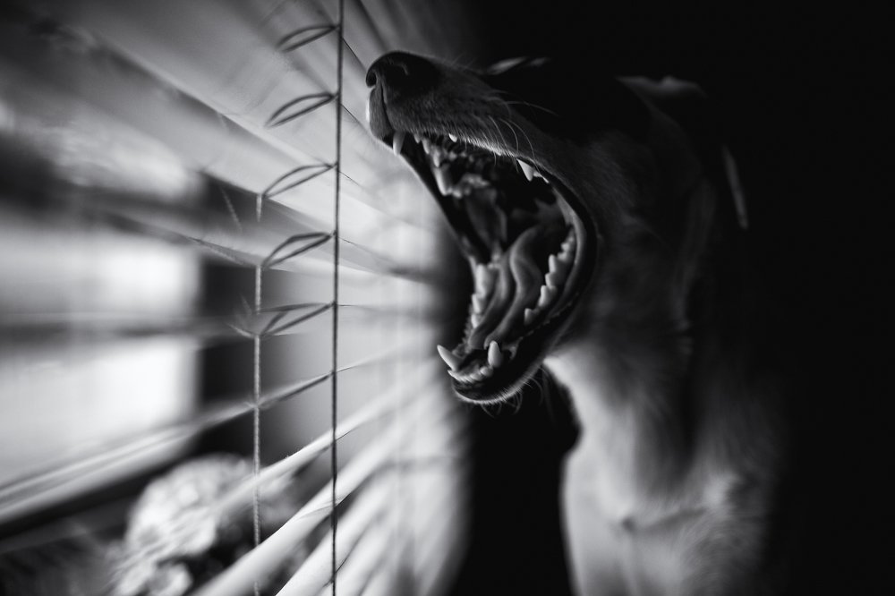 Photograph by Samir Kurtagić