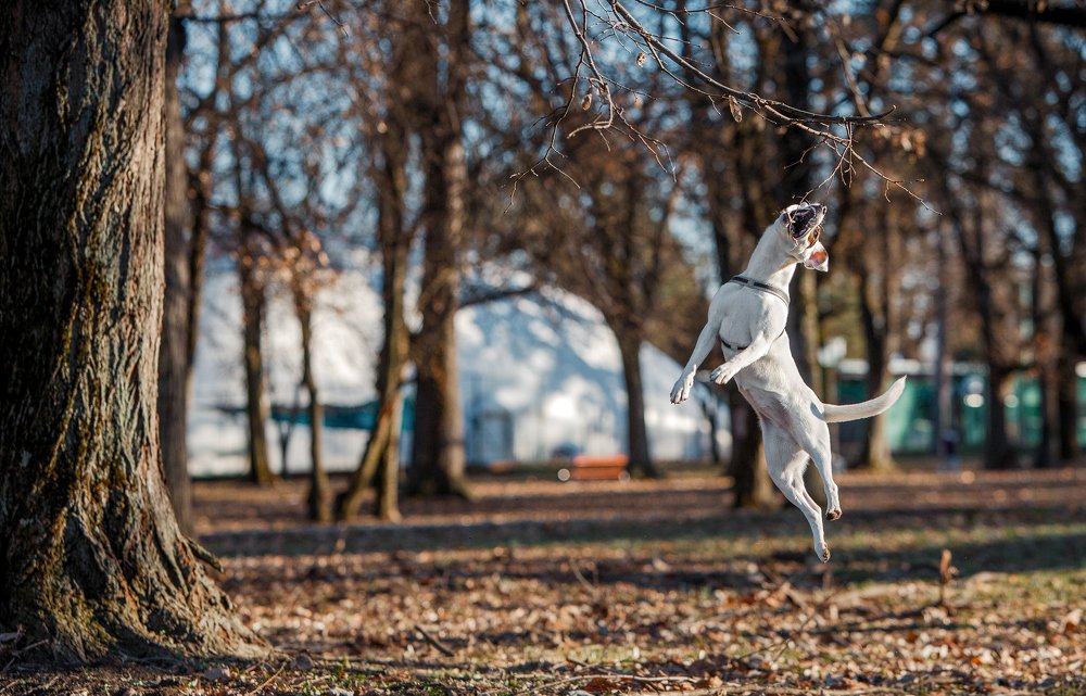 Photograph by Samir Kurtagić