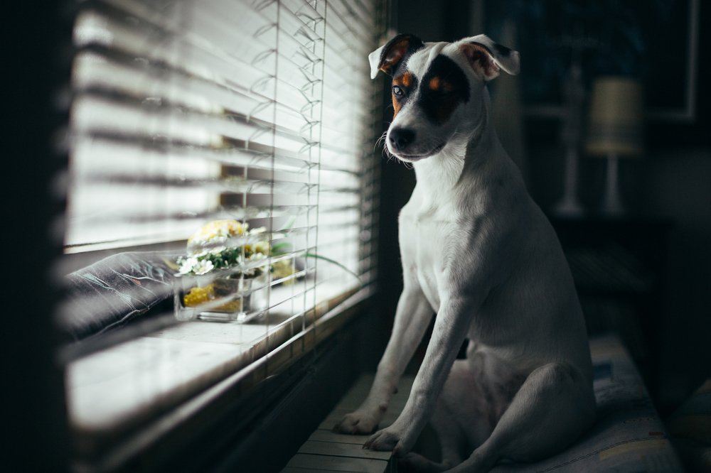 Photograph by Samir Kurtagić