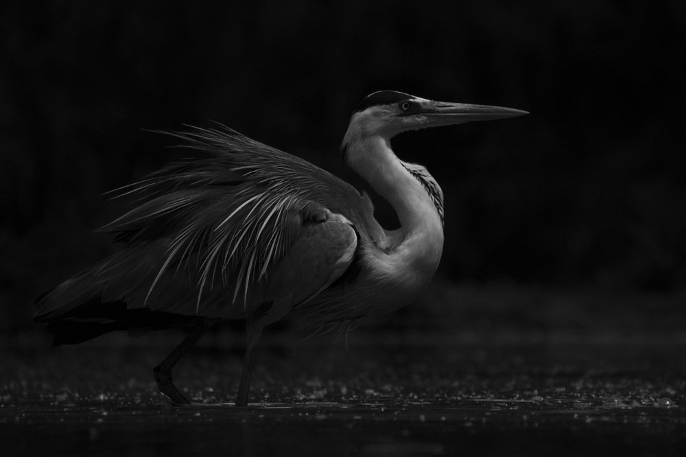 Photograph by Zizi Körmendy