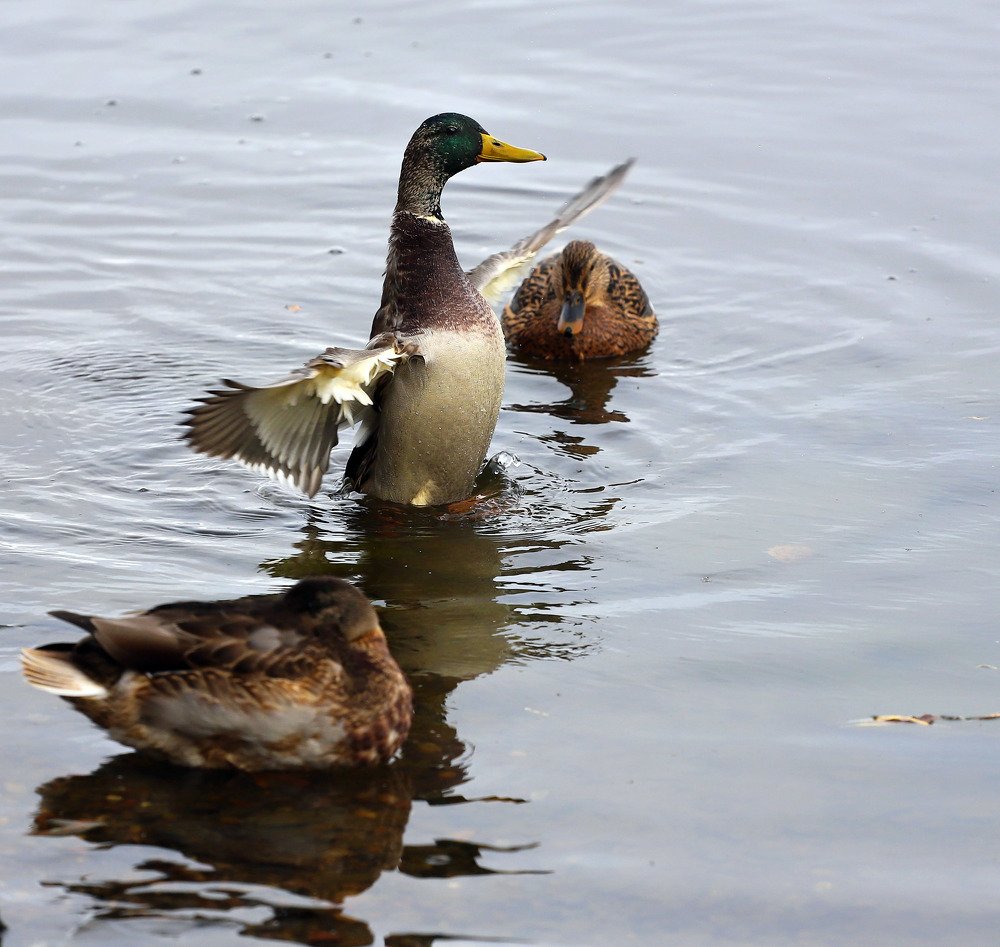 Настоящий селезень