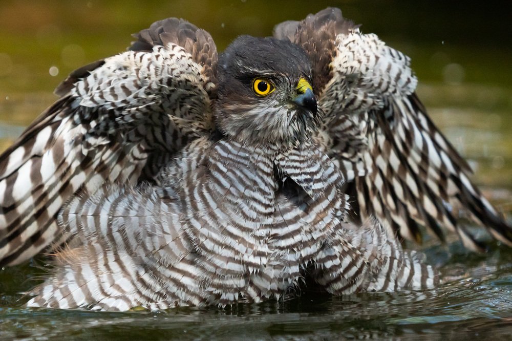 Photograph by Сергей Быстрицкий