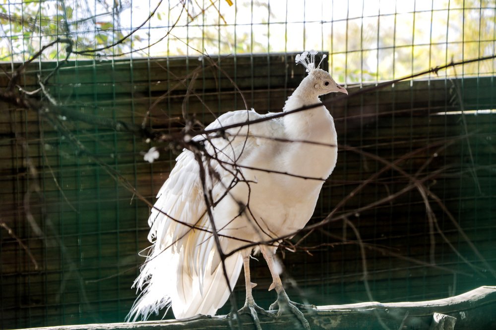 Принцесса в клетке...