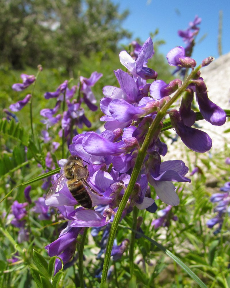 Photograph by Тихонина Анна