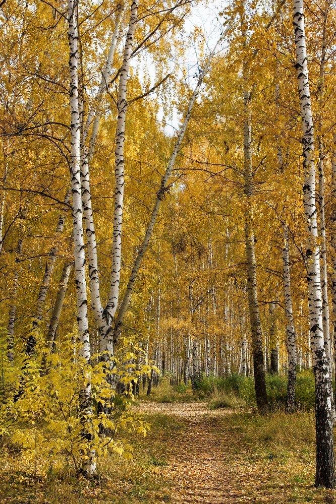 Photograph by Светлана Олина