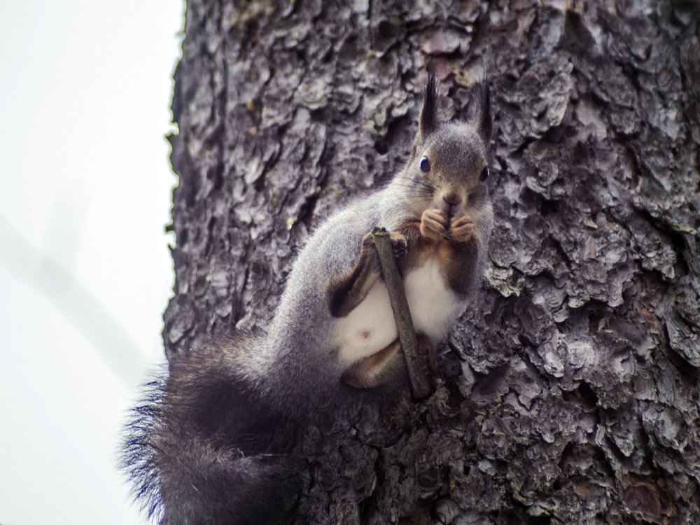 Photograph by Виктор Печищев