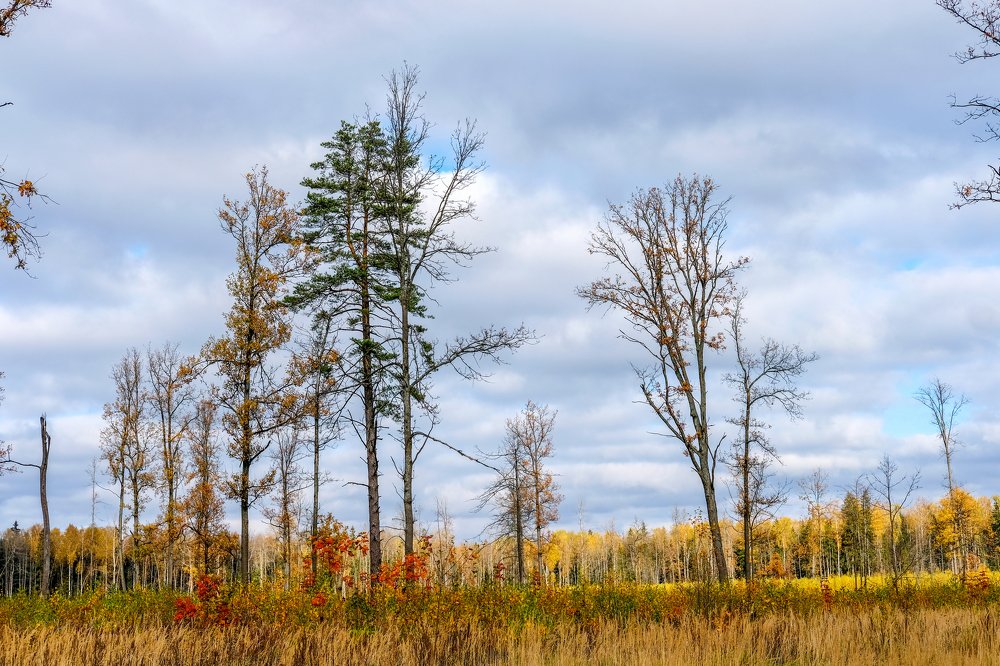 Photograph by Михаил Серебренников