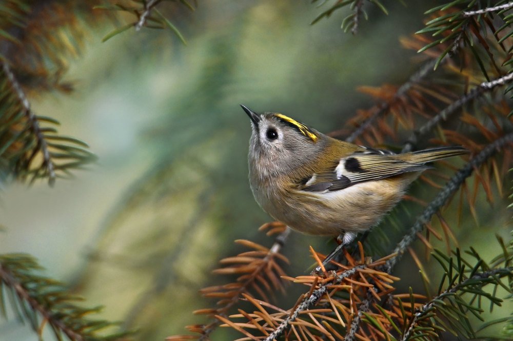 Photograph by Чернобай Анна