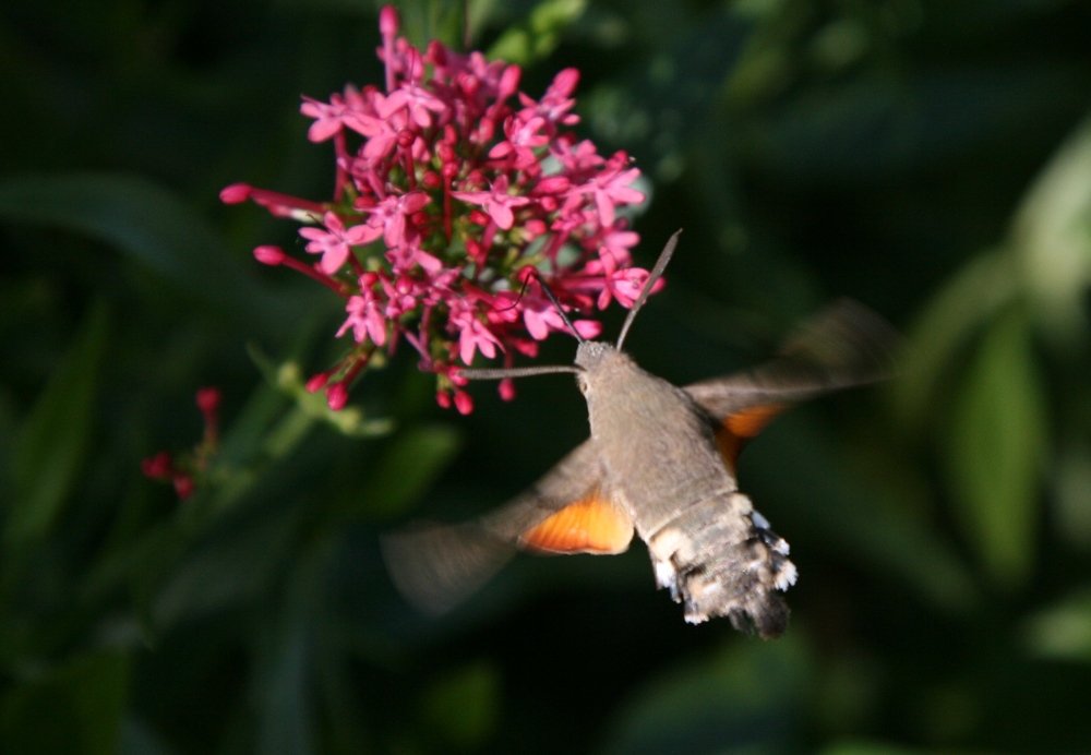 Photograph by Светлана Олина