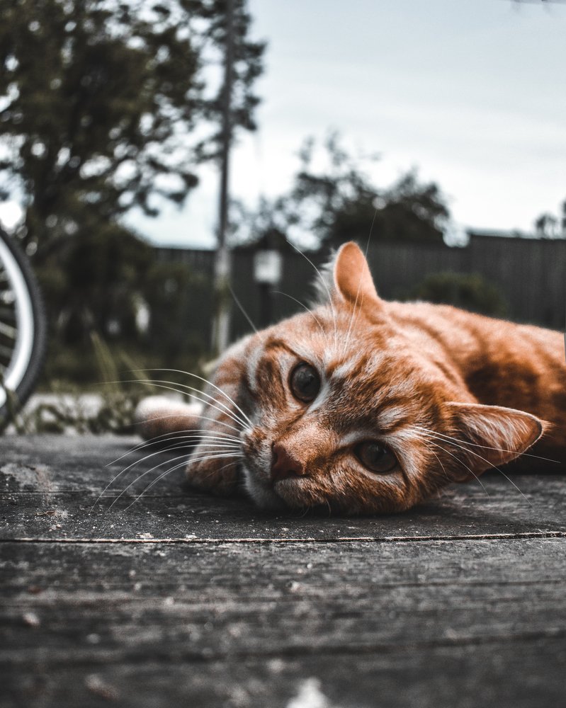 Photograph by Андрей Кутьин