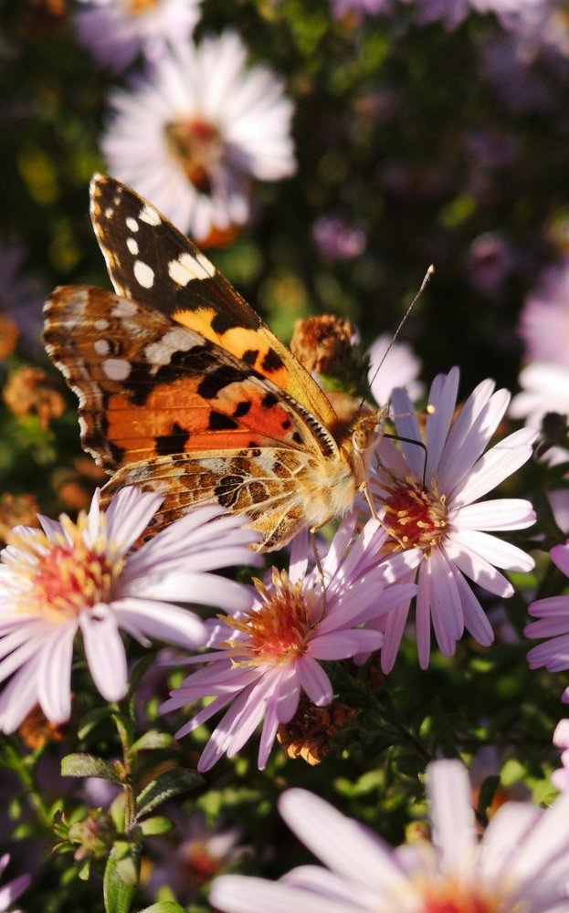 Photograph by Нина Колпакова