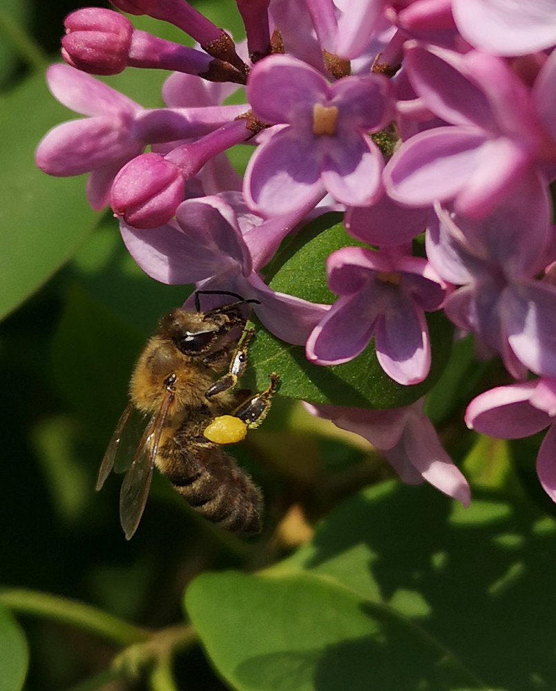 Photograph by Нина Колпакова
