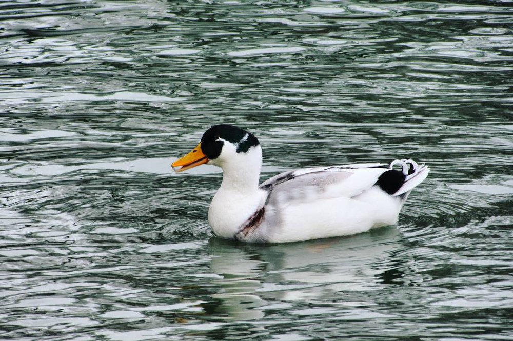 Photograph by Тихонина Анна