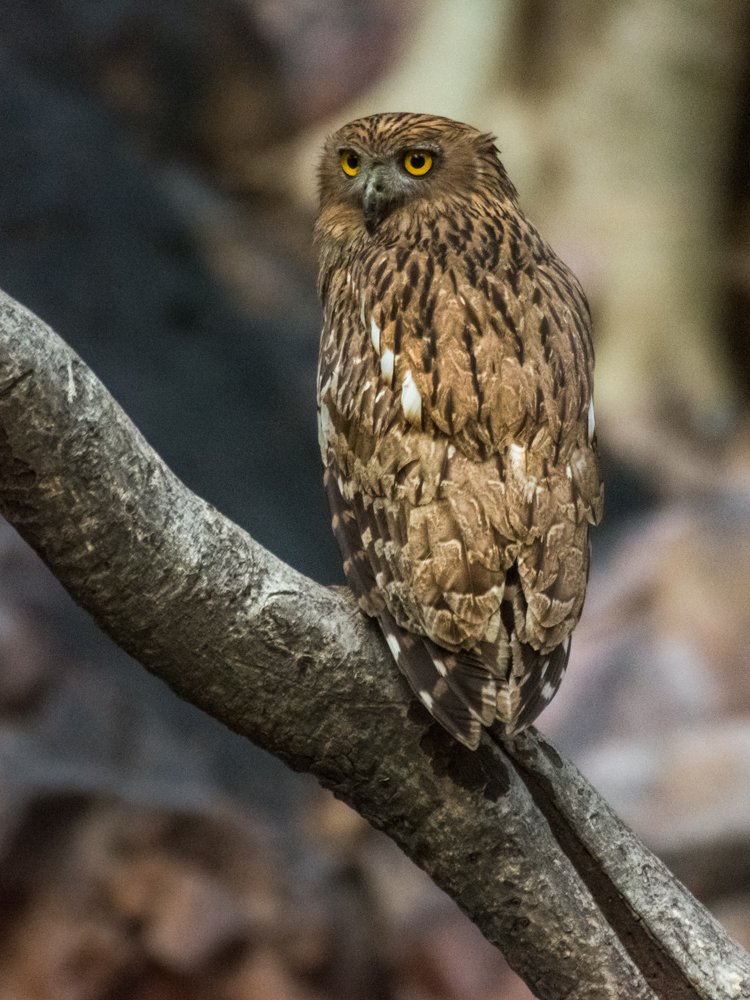 Photograph by Pramathesh Saha