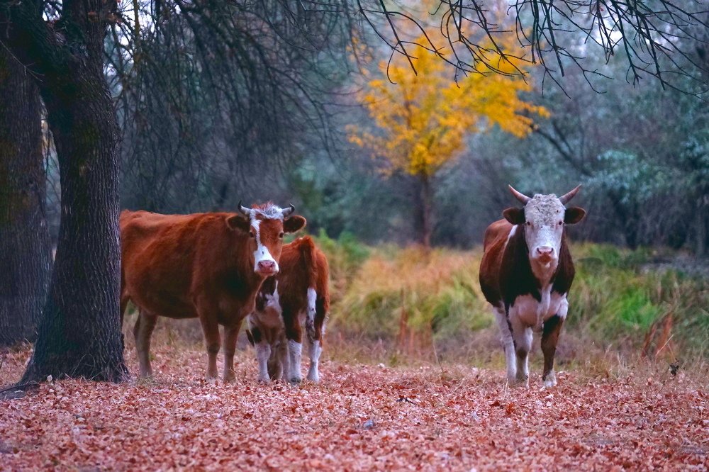 Photograph by Диана Арье