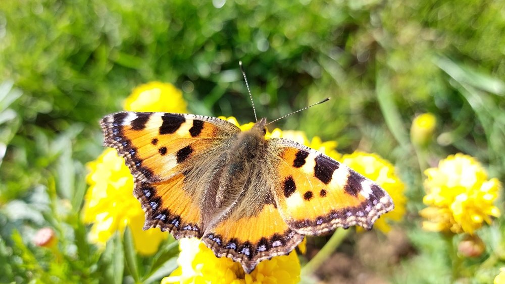 Photograph by ЭЛЬМИРА  ИСМАИЛОВА