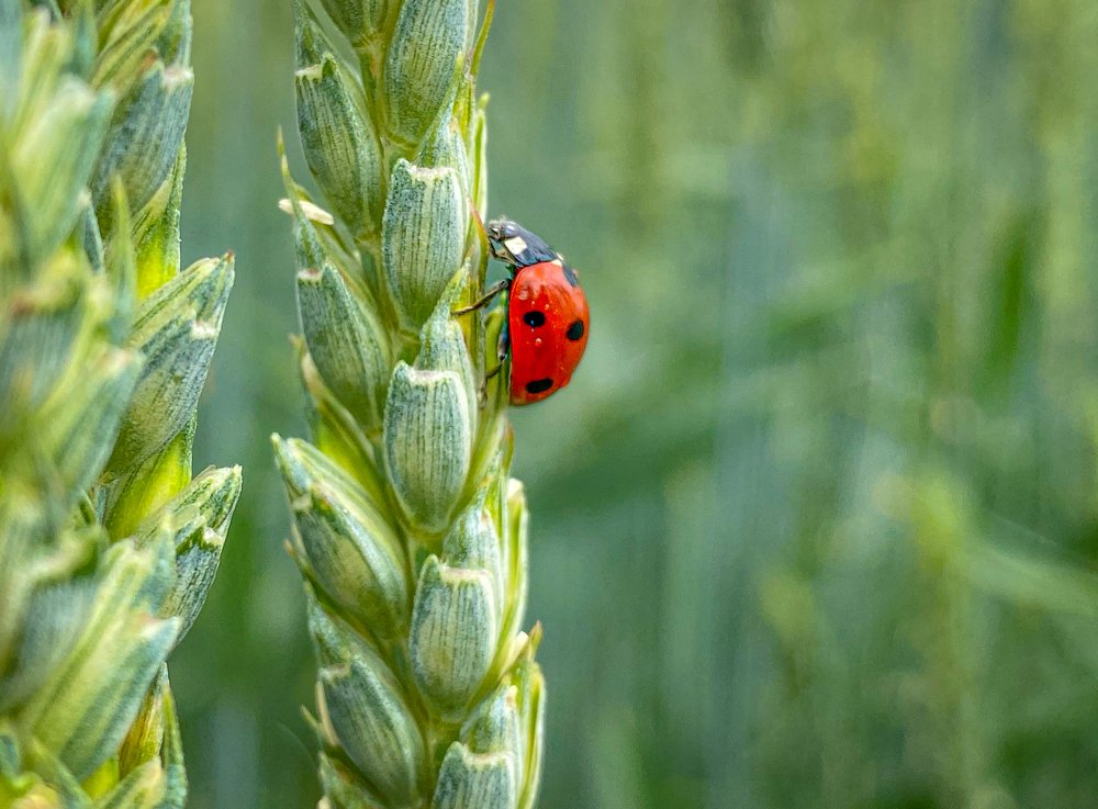 Photograph by LYUDMYLA POKRYSHEN
