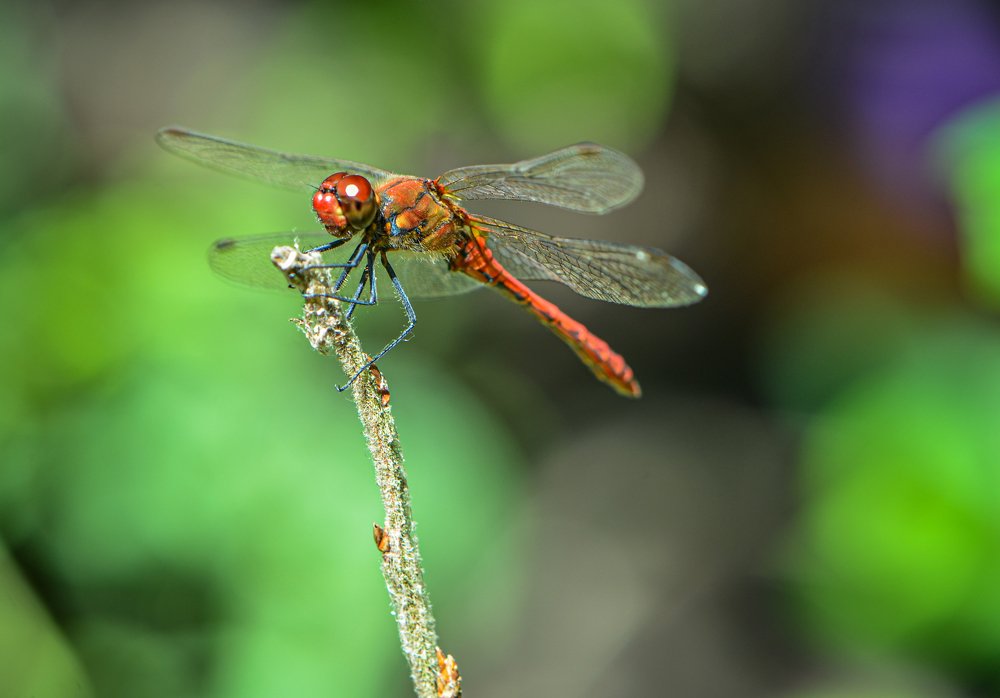 Photograph by LYUDMYLA POKRYSHEN