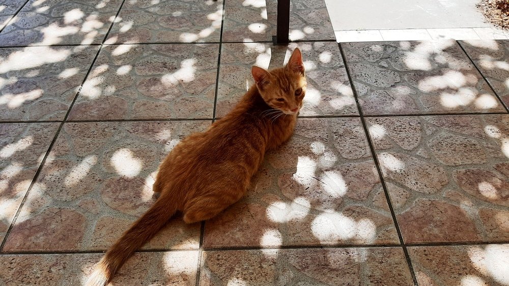 Фотография автора Kreculj Dejan