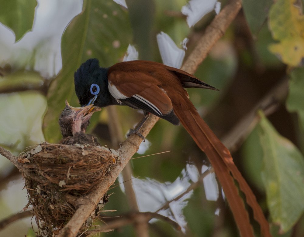 Фотография автора Oskars Smelins