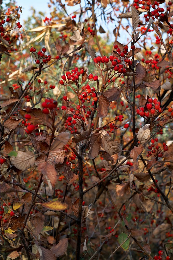 Photograph by Yaroslav