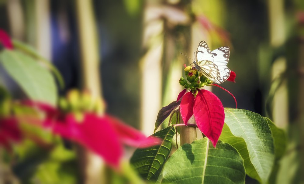 Photograph by Afzal Waqas