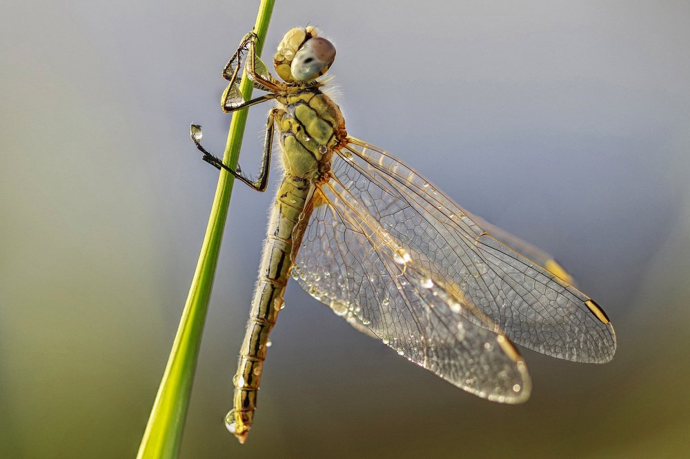 Photograph by António Manuel de Pereira