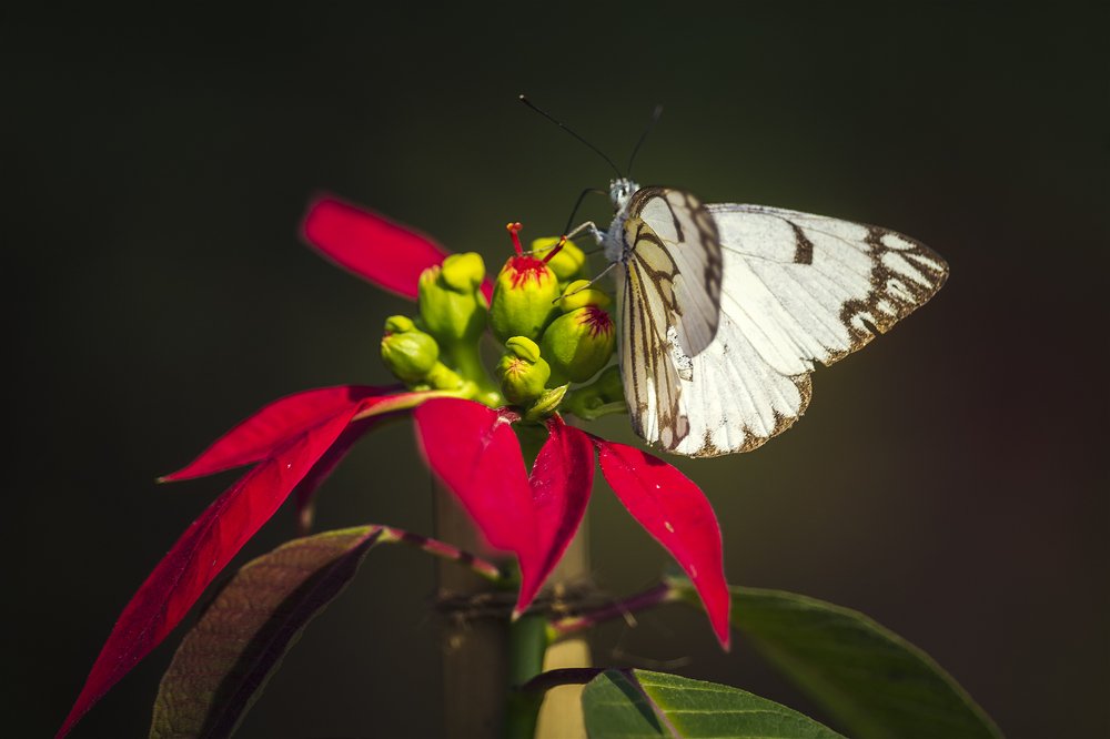 Photograph by Afzal Waqas